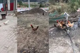 公鸡本想对母鸡下手，没想到它背后竟有靠山，接下来的一幕太刺激视频封面