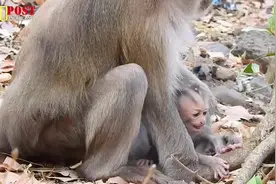 萌小猴嘴巴一张一合，这是在说什么呢，超级可爱！