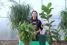 花店买的花为何特别容易死，小江换盆时发现秘密，分享补救方法视频封面