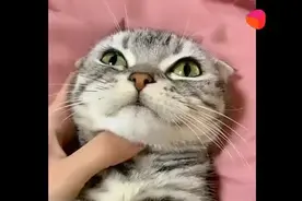 主人突然猛亲喵星人，接下来猫咪的反应，也是没谁了视频封面