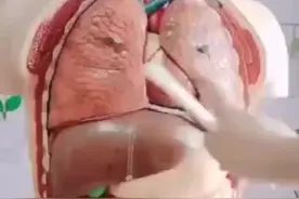 带你了解人体构造，原来人体内脏是这么组成的。 ​