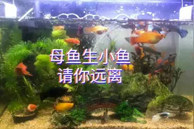 孔雀鱼为何生了三条不生了？那是环境不安全，想要顺产请你远离！视频封面