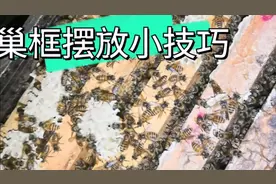 中蜂养殖小妙招：巢框摆放有技巧，灵活应变是诀窍。