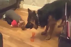 别看德牧长那么大只，还是乖乖听小主人的话