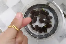 碗莲 睡莲 水莲 种子如何种植 末末教你高成功率催芽 拒绝白忙活