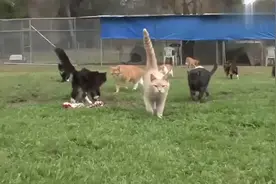 养了700只猫咪的老奶奶苦苦支撑，终迎爱猫人的帮助视频封面