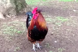 三分钟带你看遍全球最漂亮的大公鸡！