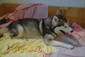 为什么小狗离开父母好几年，还能认出自己的妈妈？看完太感动了