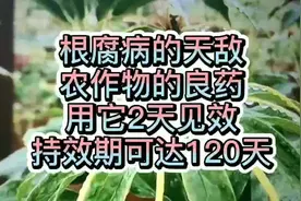根腐病的天敌，农作物的良药，用它2天见效，持效期可达120天视频封面