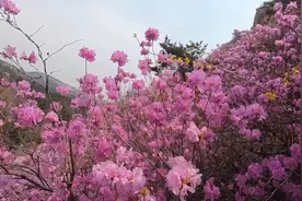春游好时节！和家人郊游赏花，大珠山的杜鹃花果然名不虚传视频封面