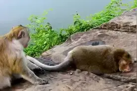 猴妈怀孕了，肚子隐隐作痛不舒服，猴爸来看它视频封面