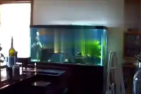 实拍鱼缸莫名爆裂，各位鱼友引以为鉴！视频封面