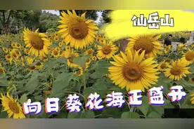 厦门仙岳山向日葵花海惊艳绽放，赏花正当时，你看过了吗？