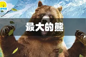 你知道世界最大的熊有多大吗？本期视频给你答案！