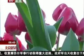 郁金香会导致脱发，真像居然是这样的视频封面