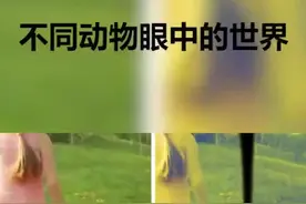 同动物眼里的世界，鸽子的视力也太好了吧视频封面