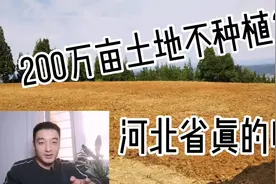 河北200万亩土地休耕，你怎么看？农民真高兴视频封面