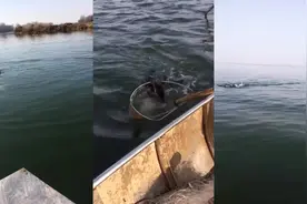 渔家饲养的小宠物，不仅会飞，还能帮人工作呢！