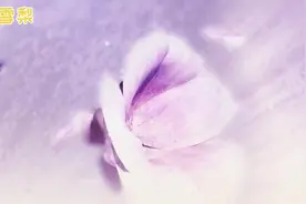 三生三世枕上书番外73 74视频封面