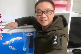 养锦鲤鱼千万不能手贱，锦鲤鱼都是被撑死的，没有被饿死的