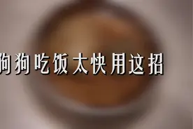 狗狗吃饭太快，用这招能管用吗视频封面
