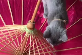 俄罗斯蓝猫Nikita和Viktor 杂技小天使[捂脸]视频封面