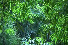 李子柒：酸辣鲜香爽，一次上瘾螺蛳粉