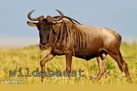 非洲热带草原25种动物的名子和叫声