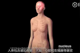 医学3D动画演示：4分钟认识干细胞及干细胞移植