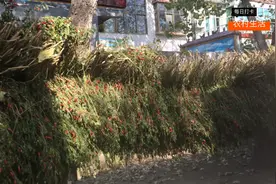 河南农村：把地里的辣椒都砍掉挂在树上，红红的小辣椒收成不错。视频封面