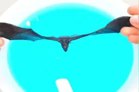 游泳池里的幼儿玩具为孩子学习野生动物的名字，斑马刺猬豪猪犀牛视频封面