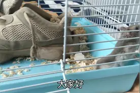 躲鞋子的自闭仓鼠，主人摸头后，大秀操作！有音乐字幕的效果视频封面