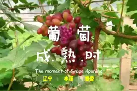 葡萄成熟时 七月中旬来本溪抢鲜视频封面
