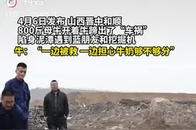 山西：800斤母牛开着牛蹄出“车祸”陷身泥潭   辛遇蓝朋友和挖掘机相救图片