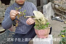花费5年做出一盆附石黄杨盆景树与石结合完美展现一盆美景视频封面