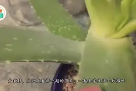 你家有芦荟吗 这3个地方不要随意摆放，难怪芦荟养不好视频封面