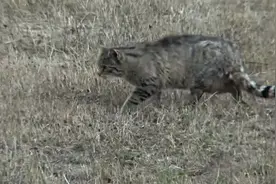 没人宠的野猫只能自食其力，抓老鼠手段超高，真是太厉害视频封面