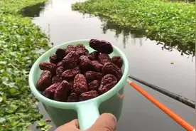 枣子钓鱼你见过吗？鱼口好上鱼快！