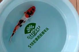针对锦鲤烂尾烂嘴如何操作视频封面