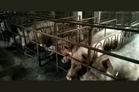 猪场深度解析，育肥猪突然站不起来的三大原因视频封面