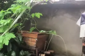 蜂王自己出台和王台被别的蜂王咬破的区别，蜂王出台的情况检查