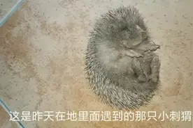 昨天刚解救的小刺猬，才养一天，为什么不敢养了，要放生呢？