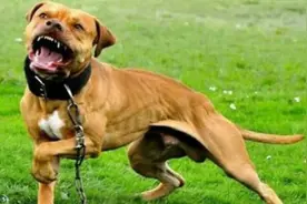 古人得了狂犬病，医治方法类似“巫术”，专家说有道理视频封面