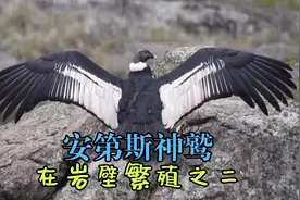 安第斯神鹫，岩壁上繁殖纪实之二。