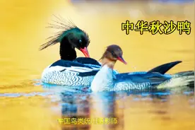 （65集）鸭科国内统计61种，两集分享大家欣赏认识.视频封面