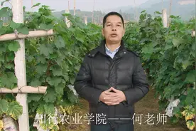 种阳光玫瑰为什么要选5bb砧木？听老师讲完恍然大悟！