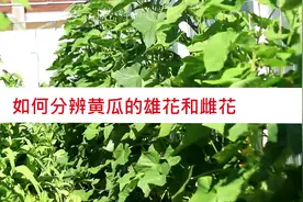 吃了那么久黄瓜，雌花雄花傻傻分不清楚？看了视频原来那么简单！