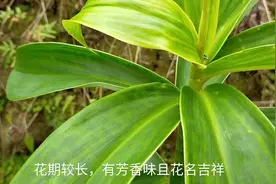 农村常见闭鞘姜，只知对百日咳有效，原来对女人这两种症状也有效