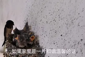 燕子在家筑巢产卵象征着这几件事，所以千万不要把燕子窝捣掉！视频封面