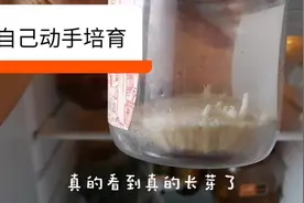 海渝亲身测验切下金针菇的根部看能否长出金针菇，结果出人意料视频封面